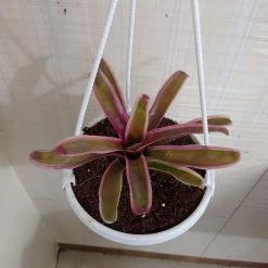 CGASPL Neoregelia Bromeliad Donger Pink Hanging Plant