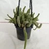 CGASPL Echinopsis Chamaecereus Non-Grafted Hanging Cactus Plant