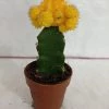 CGASPL Plants Yellow Moon Cactus (Big)