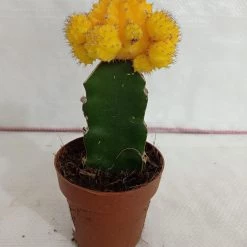 CGASPL Plants Yellow Moon Cactus (Big)