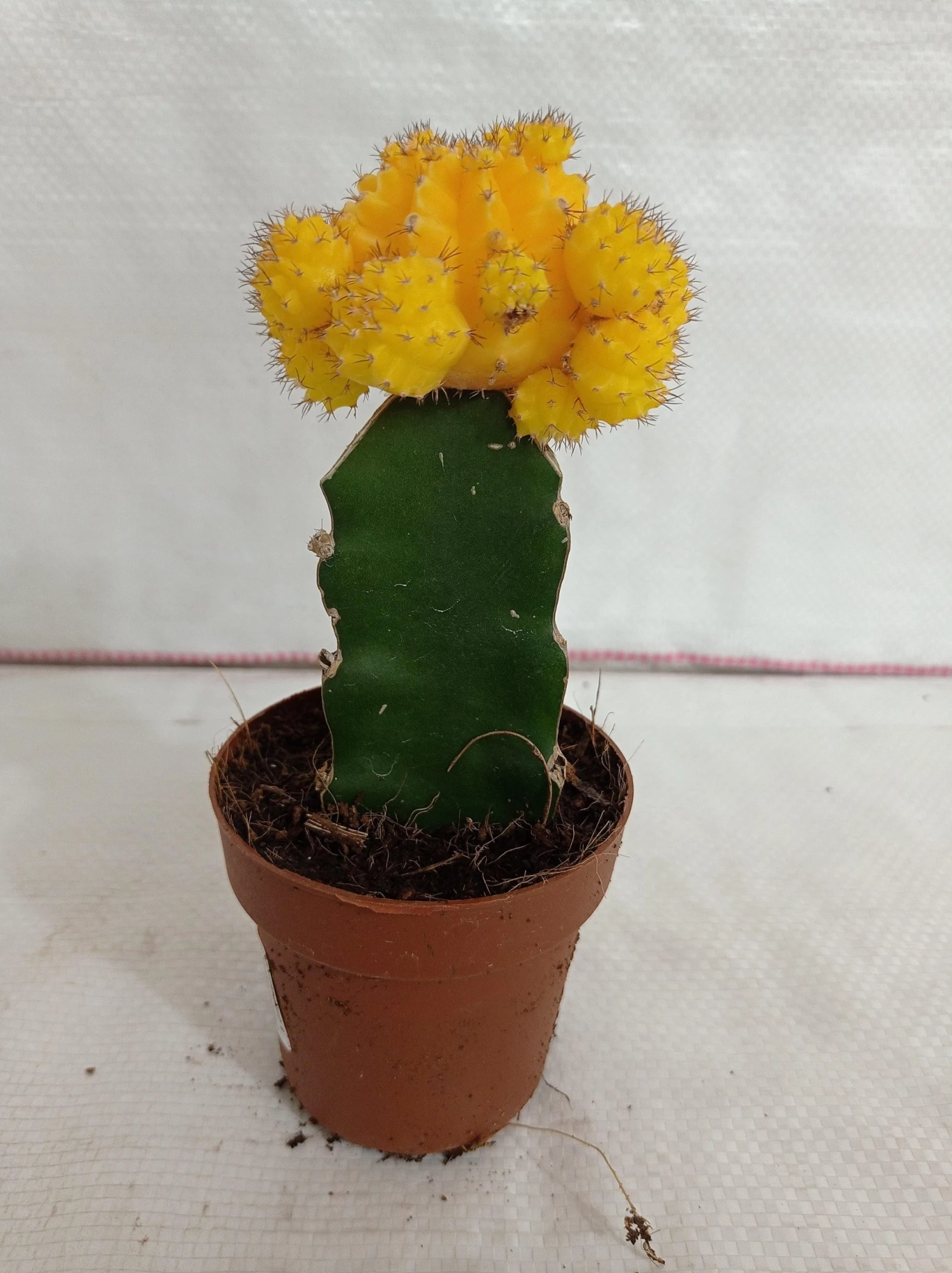 CGASPL Plants Yellow Moon Cactus (Big) 3 CGASPL Plants Yellow Moon Cactus (Big)