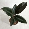 CGASPL Ficus Elastica Burgundy Color Plant