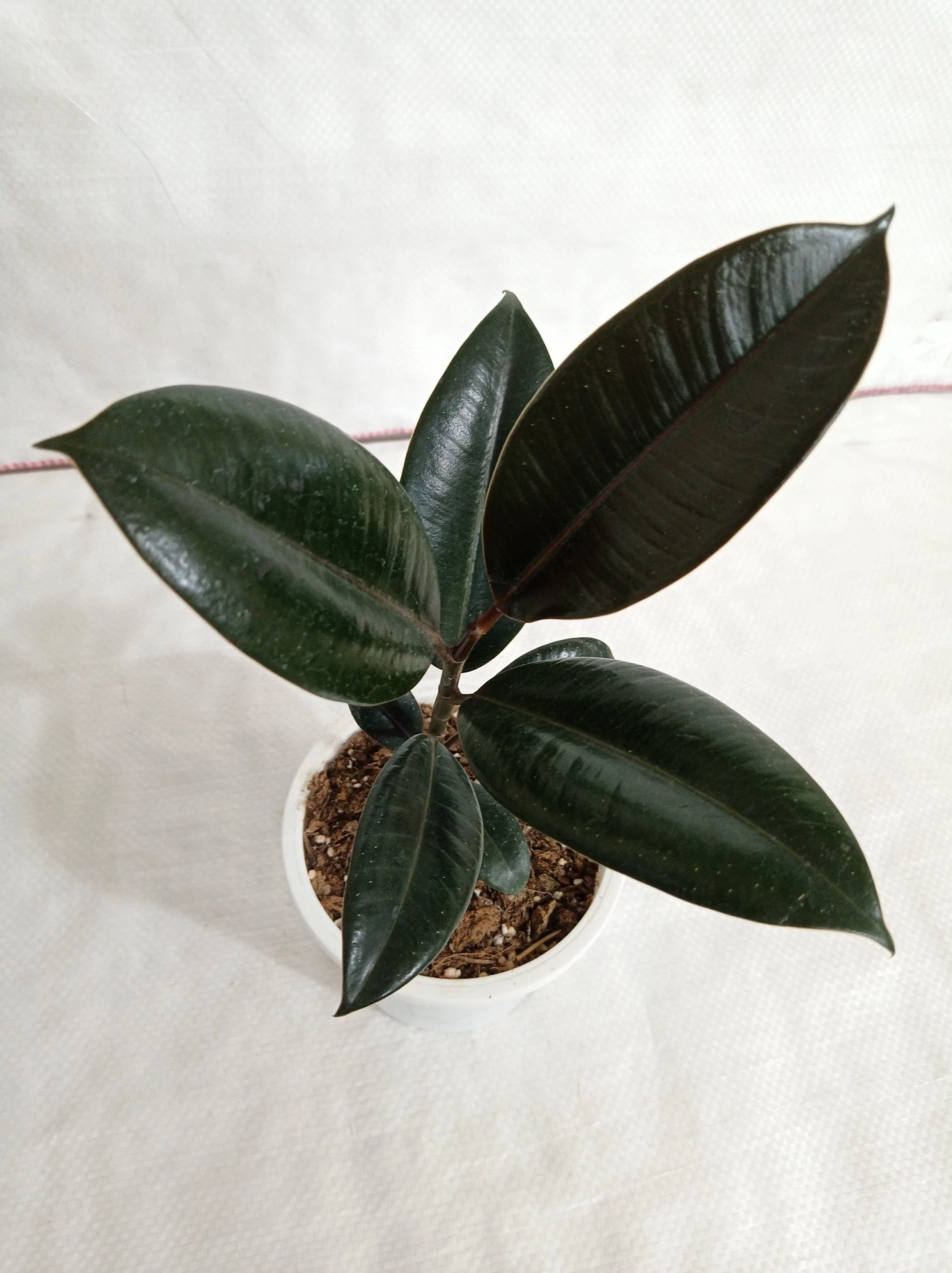 CGASPL Ficus Elastica Burgundy Color Plant 3 CGASPL Ficus Elastica Burgundy Color Plant