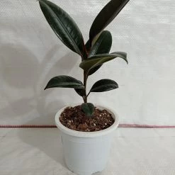 CGASPL Ficus Elastica Burgundy Color Plant