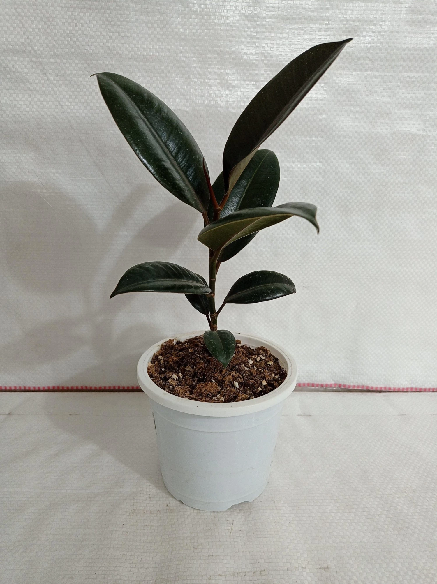 CGASPL Ficus Elastica Burgundy Color Plant 4 CGASPL Ficus Elastica Burgundy Color Plant