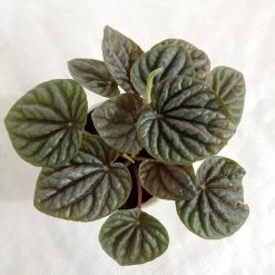 CGASPL Peperomia Caperata Green Color Plant