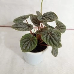 CGASPL Peperomia Caperata Green Color Plant