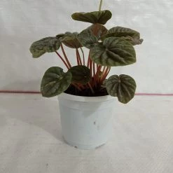 CGASPL Peperomia Caperata Green Color Plant