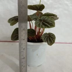 CGASPL Peperomia Caperata Green Color Plant