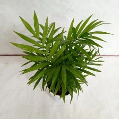 CGASPL Bamboo Palm Plant