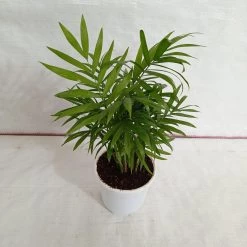 CGASPL Bamboo Palm Plant