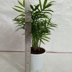 CGASPL Bamboo Palm Plant