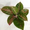 CGASPL Plants Aglaonema Stardust Plant 1 CGASPL Plants Aglaonema Stardust Plant