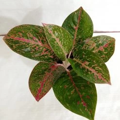 CGASPL Plants Aglaonema Stardust Plant