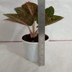 CGASPL Plants Aglaonema Stardust Plant