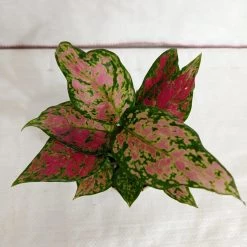 CGASPL Plants Aglaonema Beauty Plant
