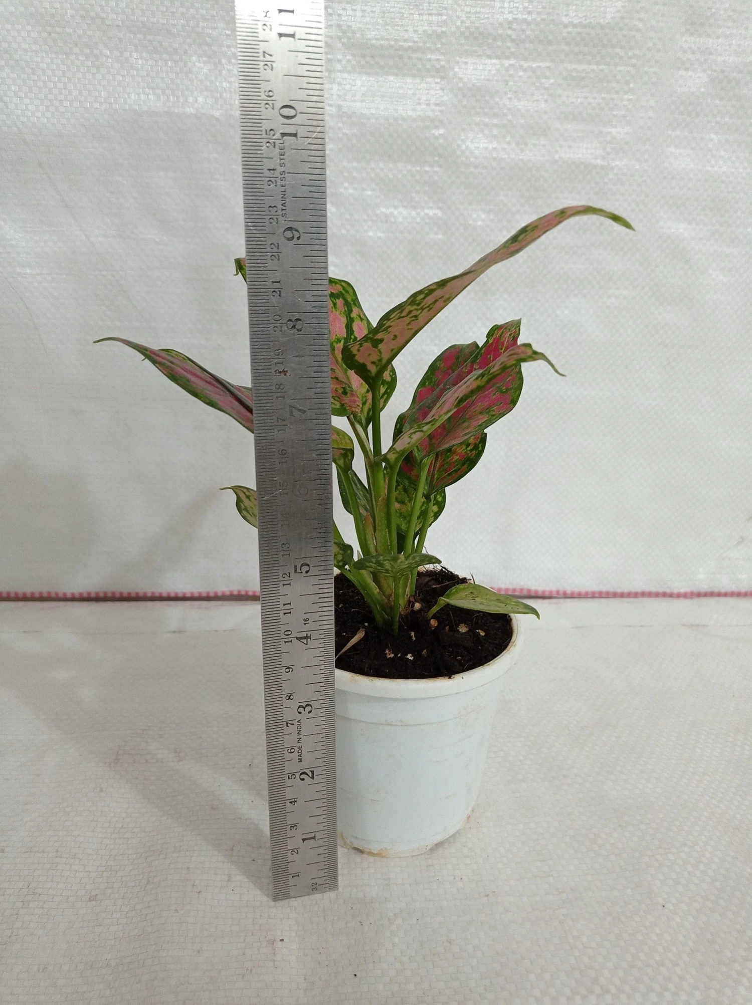 CGASPL Plants Aglaonema Beauty Plant 5 CGASPL Plants Aglaonema Beauty Plant