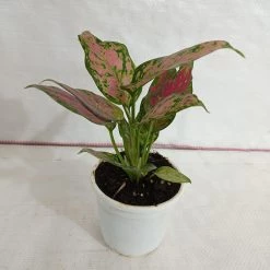 CGASPL Plants Aglaonema Beauty Plant