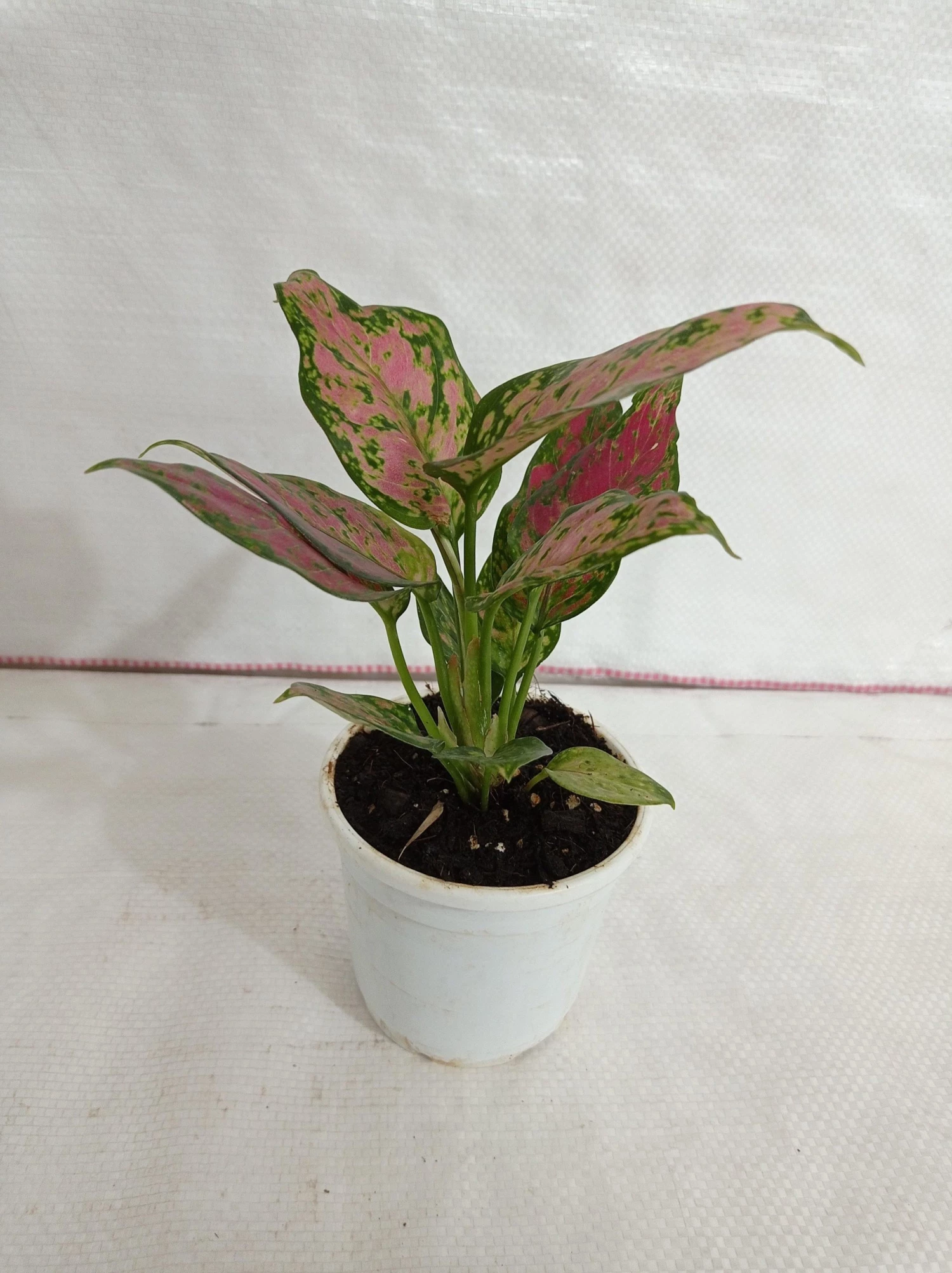 CGASPL Plants Aglaonema Beauty Plant 4 CGASPL Plants Aglaonema Beauty Plant