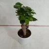 CGASPL Plants Ficus Ginseng Bonsai Plant - 10 Cm Pot 2 CGASPL Plants Ficus Ginseng Bonsai Plant - 10 Cm Pot