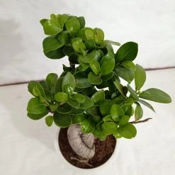 CGASPL Ficus Ginseng Bonsai Live Plant - 12 Cm ( Denser Than 10 Cm Bonsai Plant ) Plants