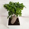 CGASPL Plants Ficus Ginseng Bonsai Live Plant 1 CGASPL Plants Ficus Ginseng Bonsai Live Plant