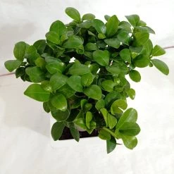 CGASPL Plants Ficus Ginseng Bonsai Live Plant