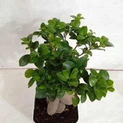 CGASPL Plants Ficus Ginseng Bonsai Plant