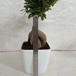 CGASPL Plants Ficus Ginseng Bonsai Plant