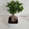 CGASPL Plants Ficus Ginseng Bonsai Plant