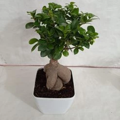 CGASPL Plants Ficus Ginseng Bonsai Plant