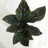 CGASPL Calathea Ornata Sanderiana Plant Plants