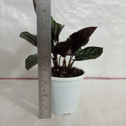 CGASPL Calathea Ornata Sanderiana Plant Plants