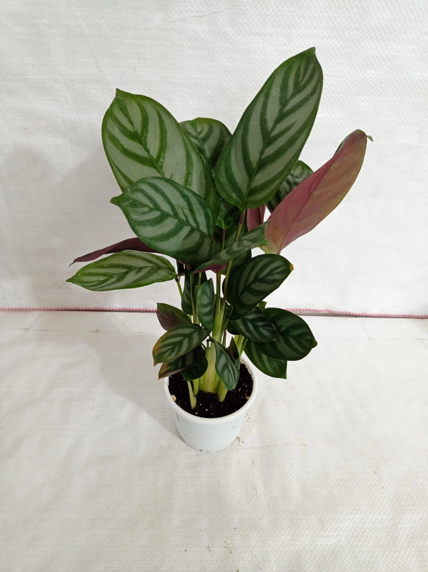 CGASPL Plants Calathea Setosa Plant 4 CGASPL Plants Calathea Setosa Plant