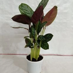 CGASPL Plants Calathea Setosa Plant 8 CGASPL Plants Calathea Setosa Plant