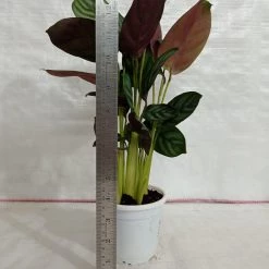 CGASPL Plants Calathea Setosa Plant 9 CGASPL Plants Calathea Setosa Plant