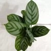 CGASPL Plants Calathea Setosa Plant 2 CGASPL Plants Calathea Setosa Plant