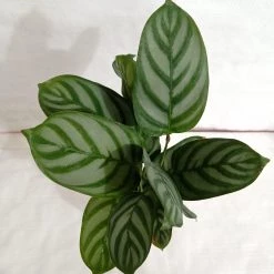 CGASPL Plants Calathea Setosa Plant