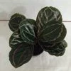 CGASPL Calathea Roseopicta Medallion Plant Plants
