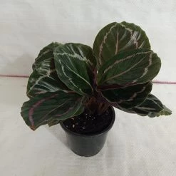 CGASPL Calathea Roseopicta Medallion Plant Plants