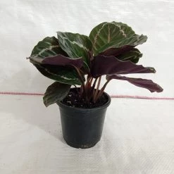 CGASPL Calathea Roseopicta Medallion Plant Plants