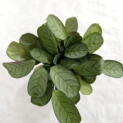 CGASPL Calathea Amagris Plant Plants