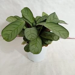 CGASPL Calathea Amagris Plant Plants
