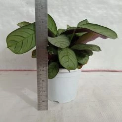 CGASPL Calathea Amagris Plant Plants