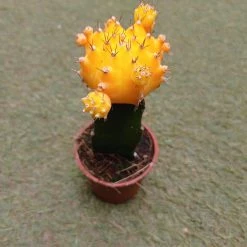 CGASPL Gymnocalycium Mihanovichii Var.friedrichii Yellow Moon Cactus (Small) Plants