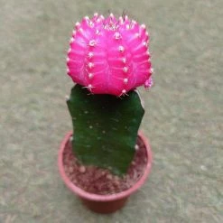 CGASPL Plants Pink Moon Cactus | Gymnocalycium Mihanovichii Var.Friedrichii (Small) 18 CGASPL Plants Pink Moon Cactus | Gymnocalycium Mihanovichii Var.Friedrichii (Small)