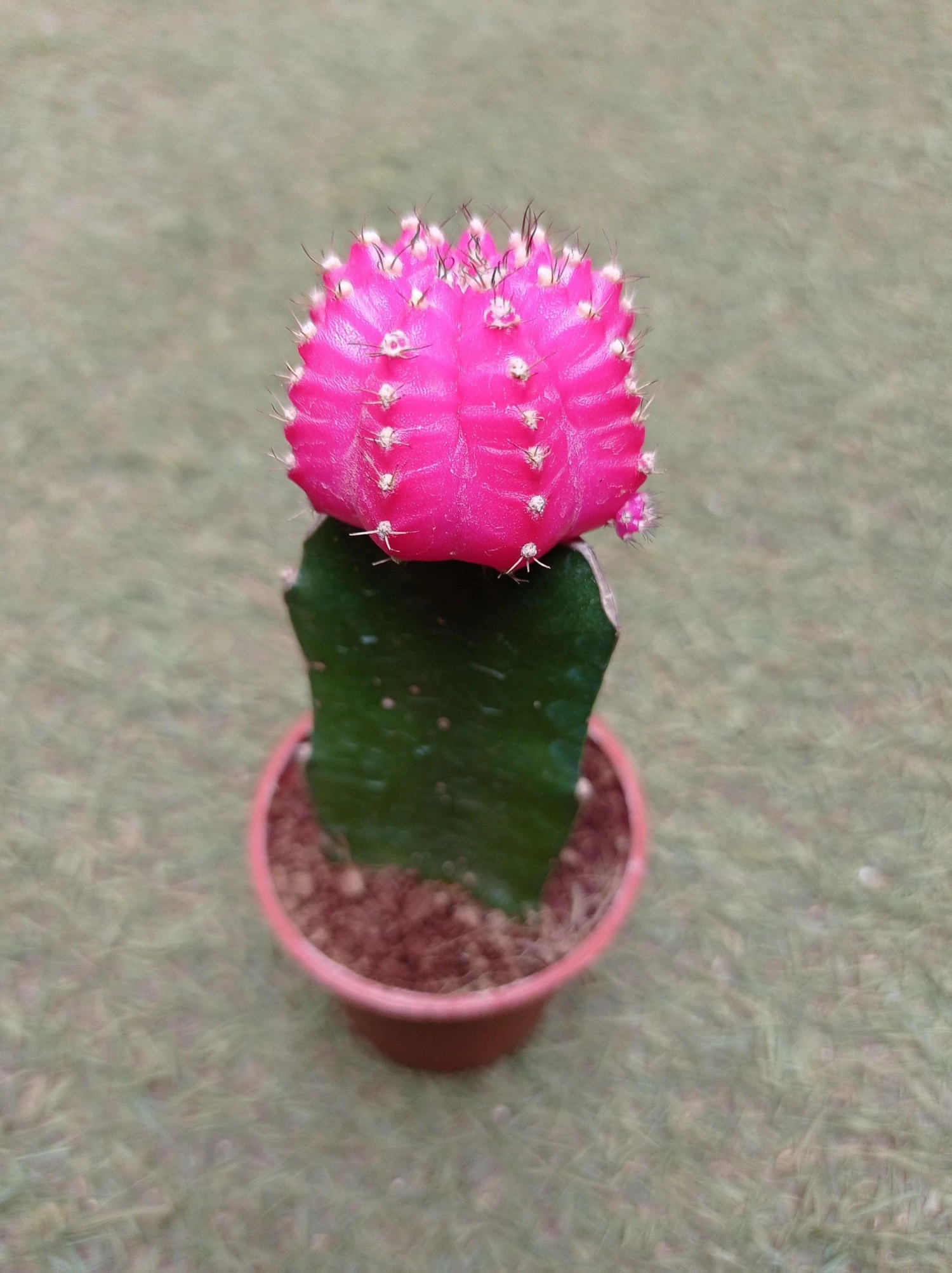 CGASPL Plants Pink Moon Cactus | Gymnocalycium Mihanovichii Var.Friedrichii (Small) 9 CGASPL Plants Pink Moon Cactus | Gymnocalycium Mihanovichii Var.Friedrichii (Small)