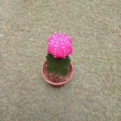 CGASPL Plants Pink Moon Cactus | Gymnocalycium Mihanovichii Var.Friedrichii (Small) 17 CGASPL Plants Pink Moon Cactus | Gymnocalycium Mihanovichii Var.Friedrichii (Small)