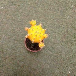 CGASPL Gymnocalycium Mihanovichii Var.friedrichii Yellow Moon Cactus (Small) Plants