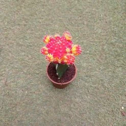 CGASPL Gymnocalycium Mihanovichii Var.friedrichii Red-Yellow Moon Cactus (Small) Plants 7 CGASPL Gymnocalycium Mihanovichii Var.friedrichii Red-Yellow Moon Cactus (Small) Plants